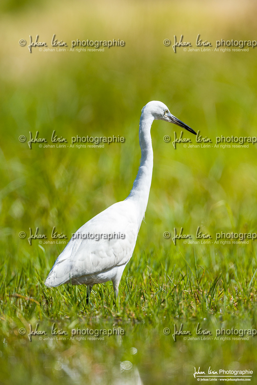 Aigrette Garzette - Little Egret