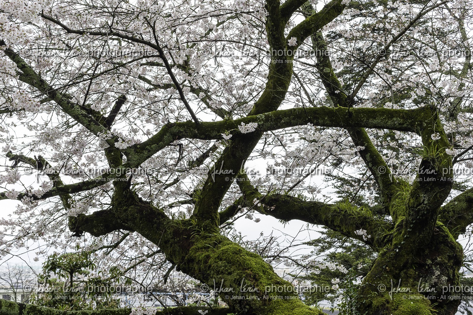 hantaji_temple-50_shikoku_japon_30-03_2014-3462.jpg