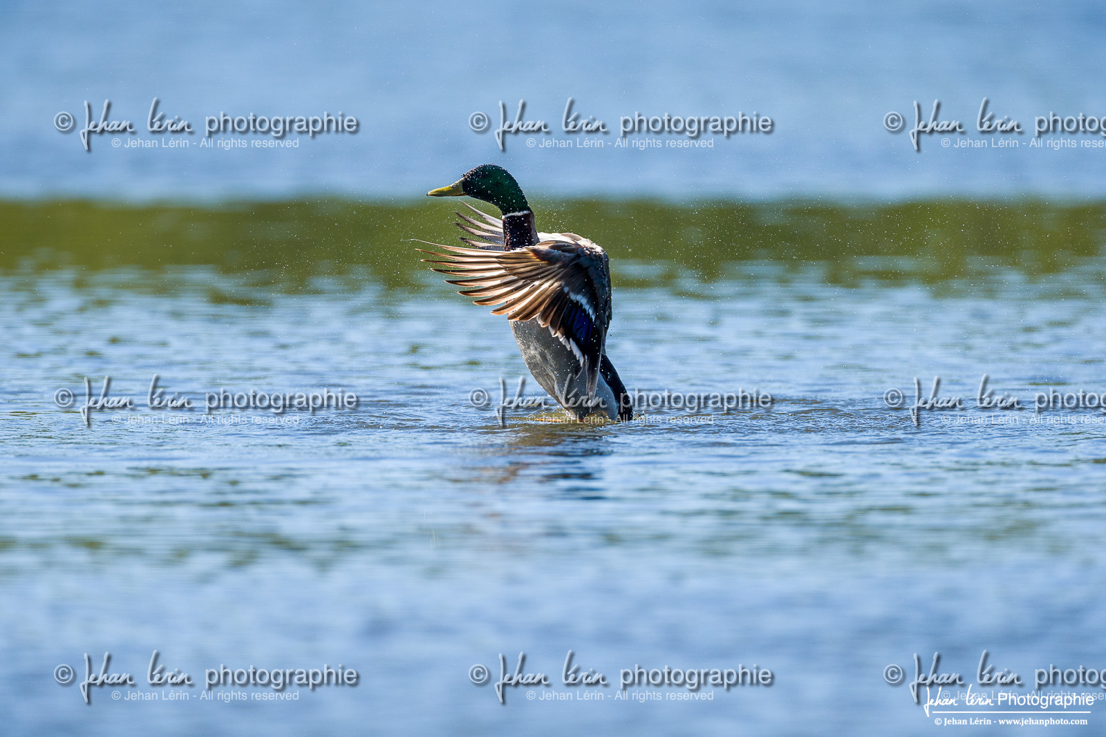 Canard Colvert - Mallard