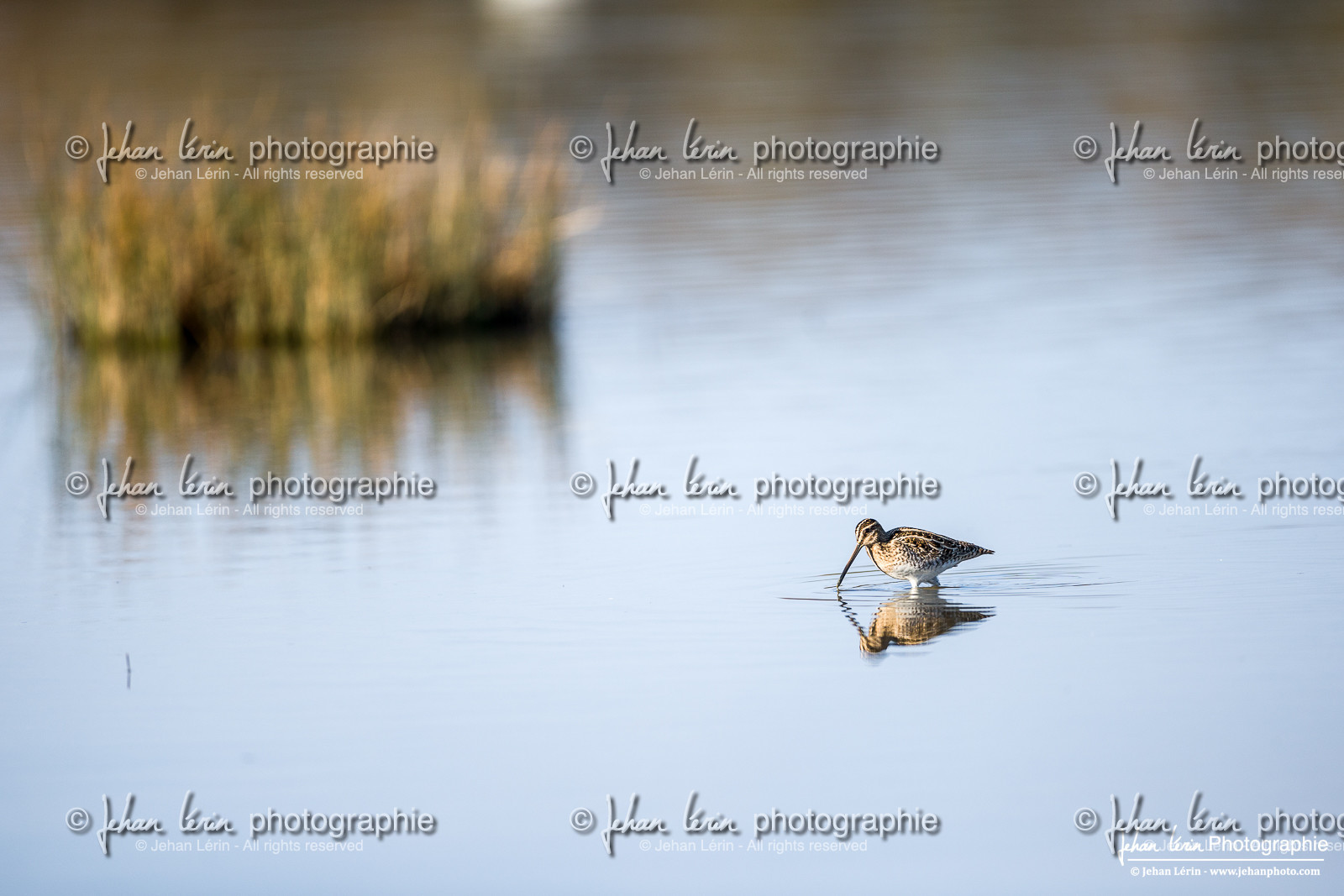 Bécassine des Marais - Common Snipe