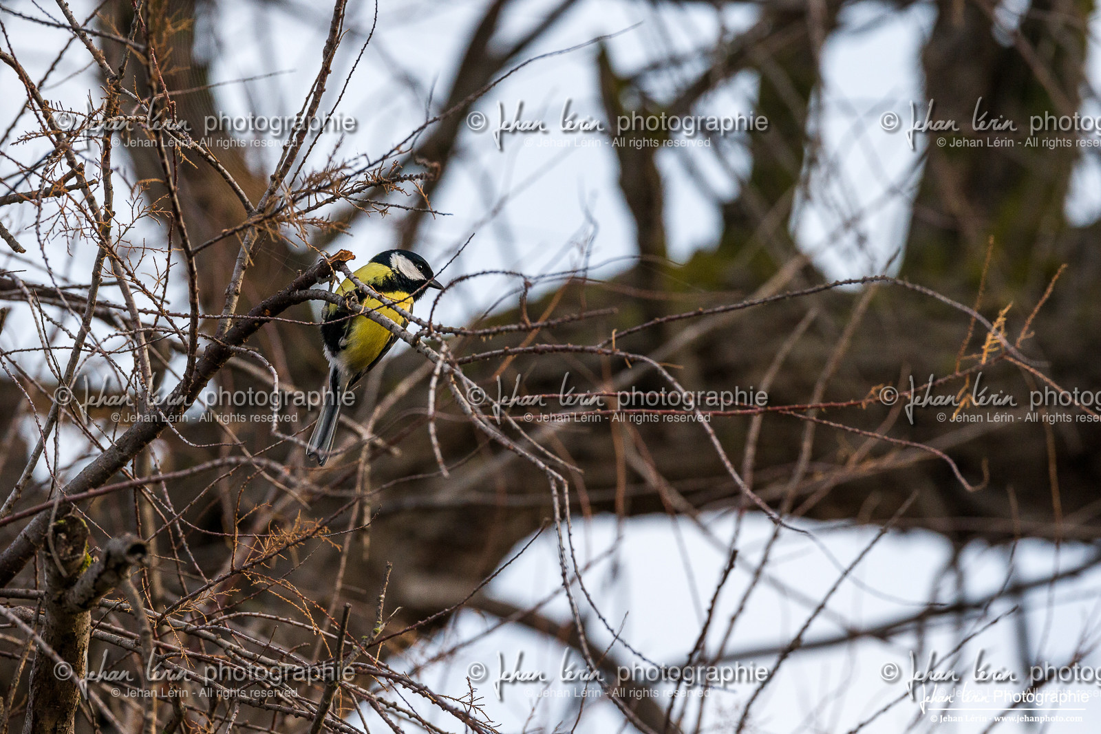 Mésange Charbonnière - Great Tit