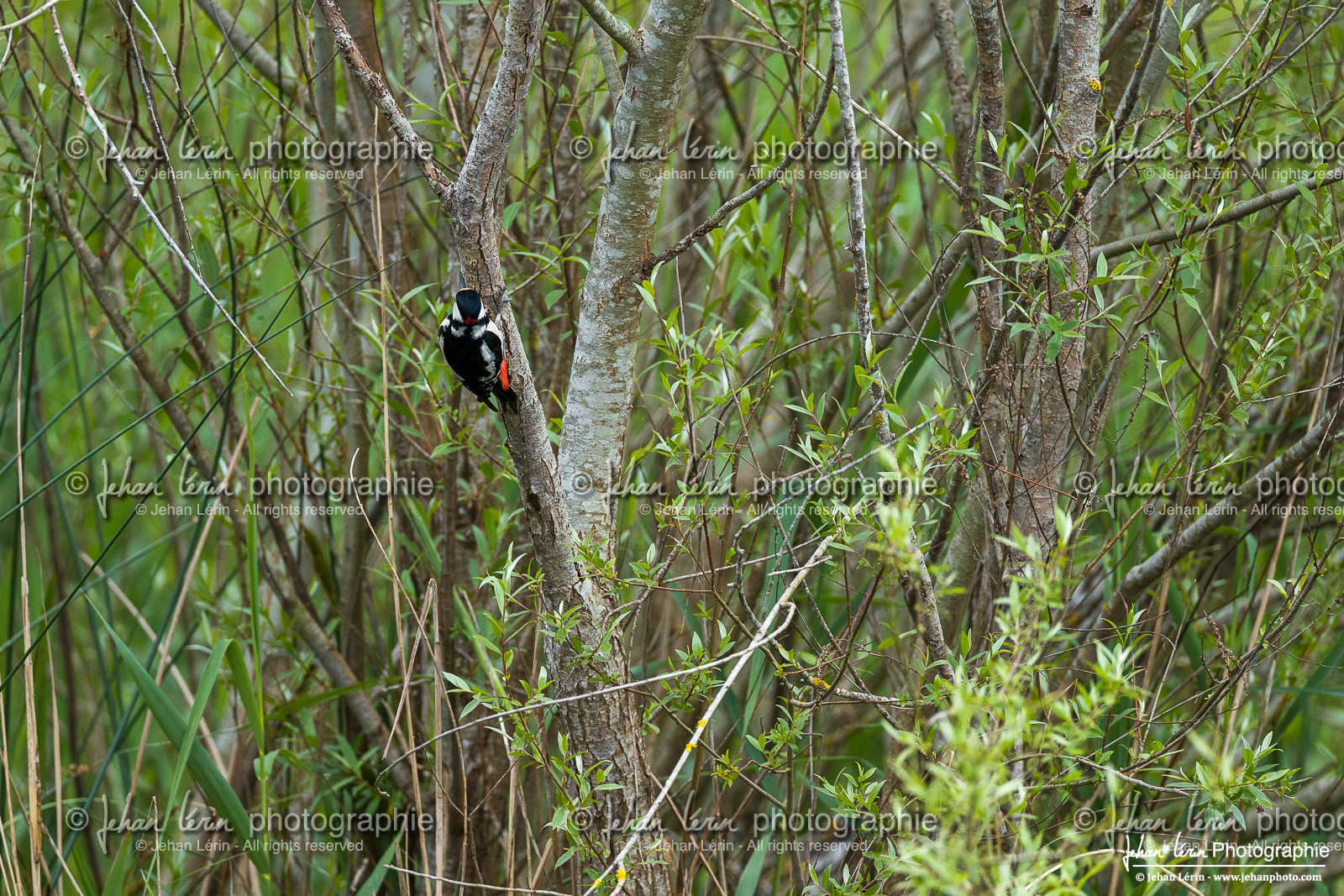 Pic Épeiche - Great Spotted Woodpecker
