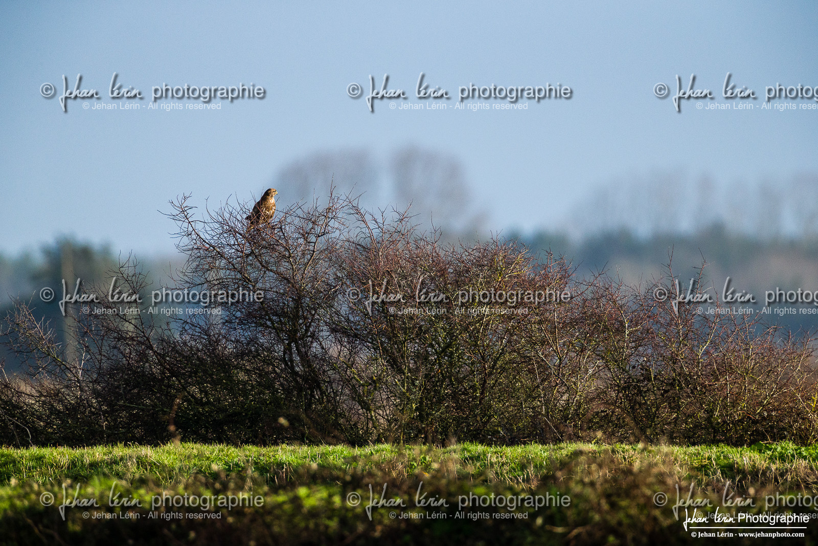 Buse Variable - Common Buzzard