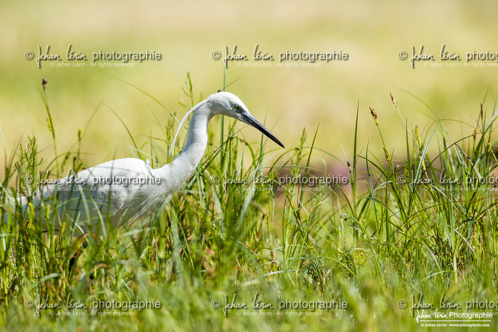 Aigrette Garzette - Little Egret