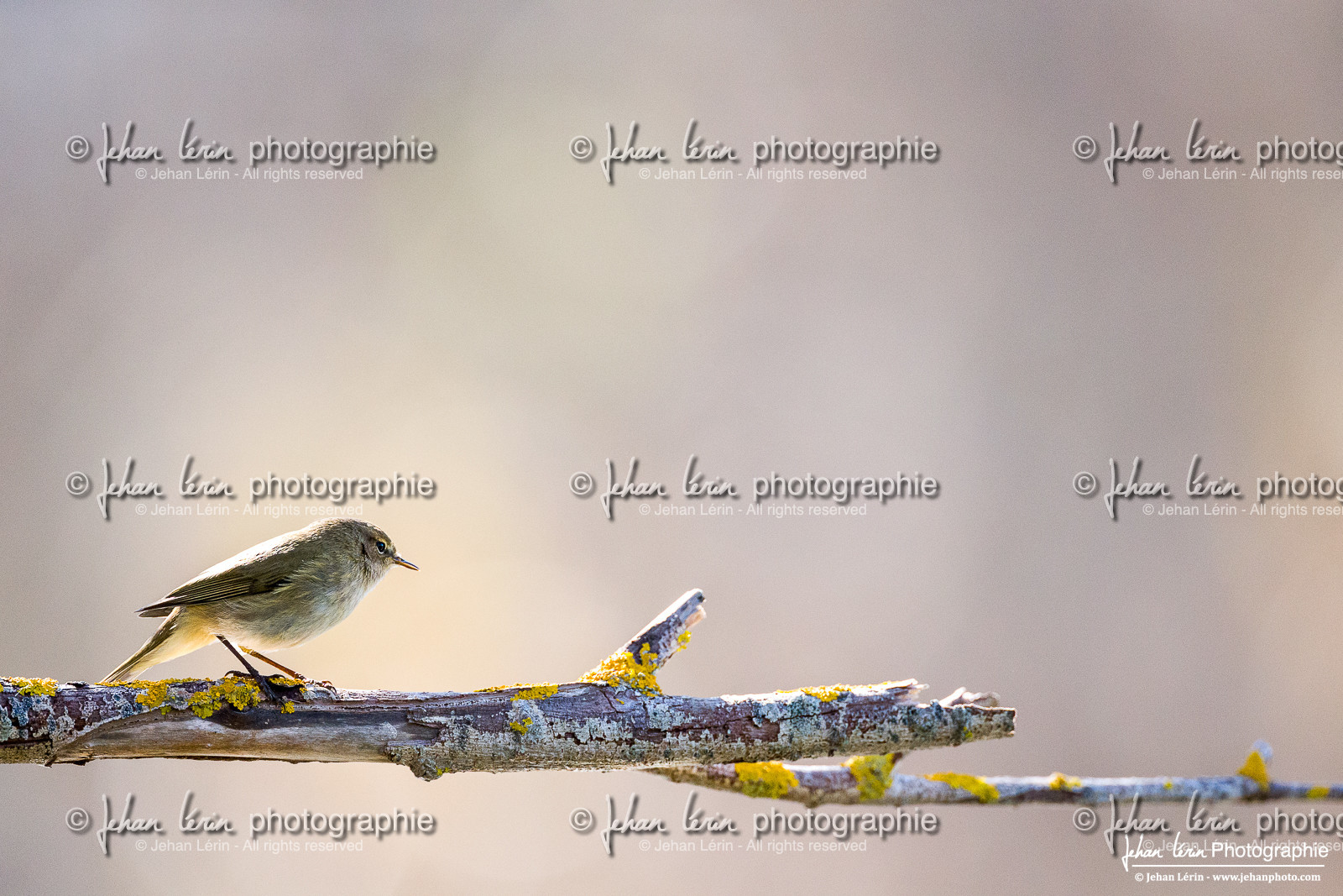 Pouillot Véloce - Common Chiffchaff