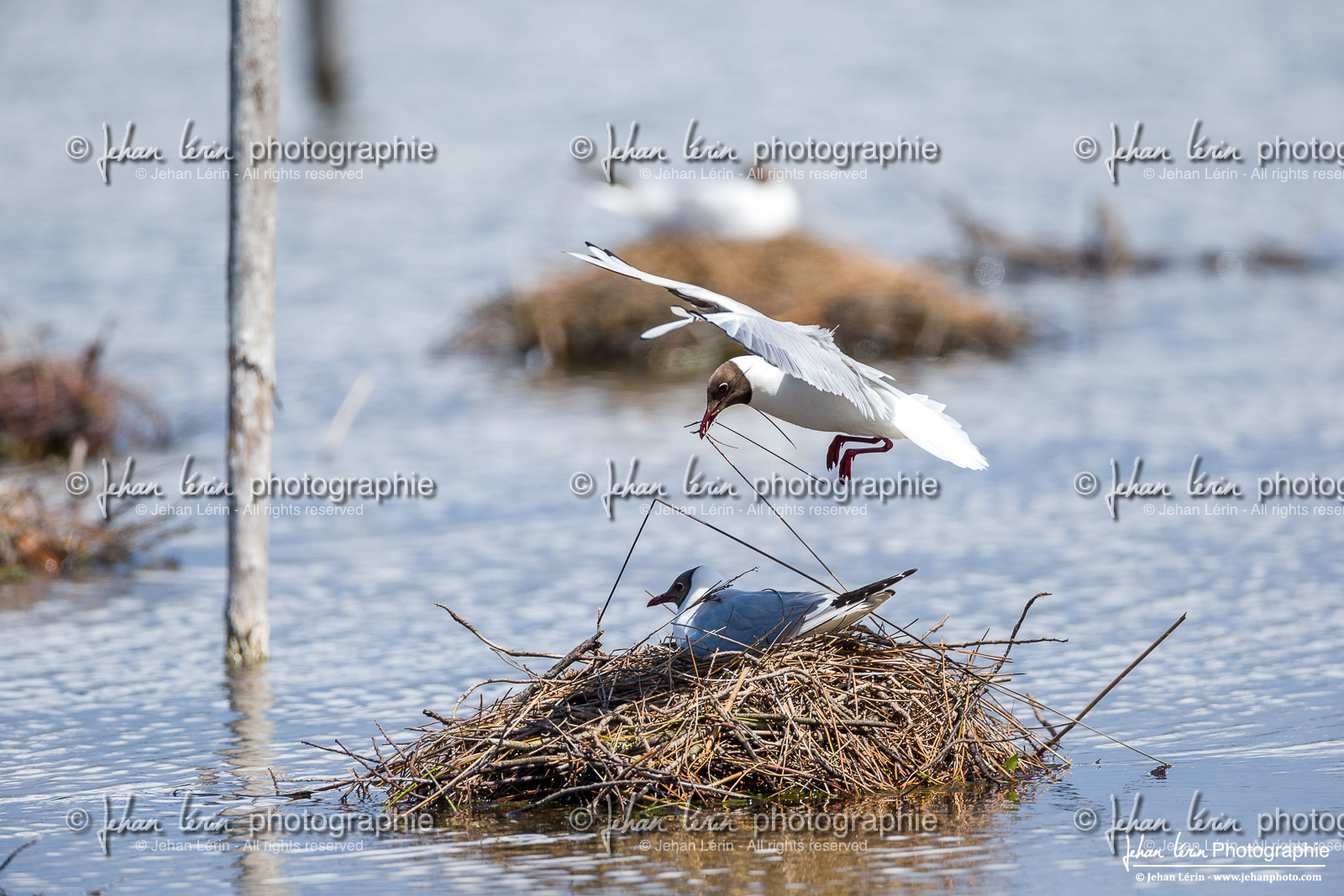 Mouette Rieuse - Black Headed Gull