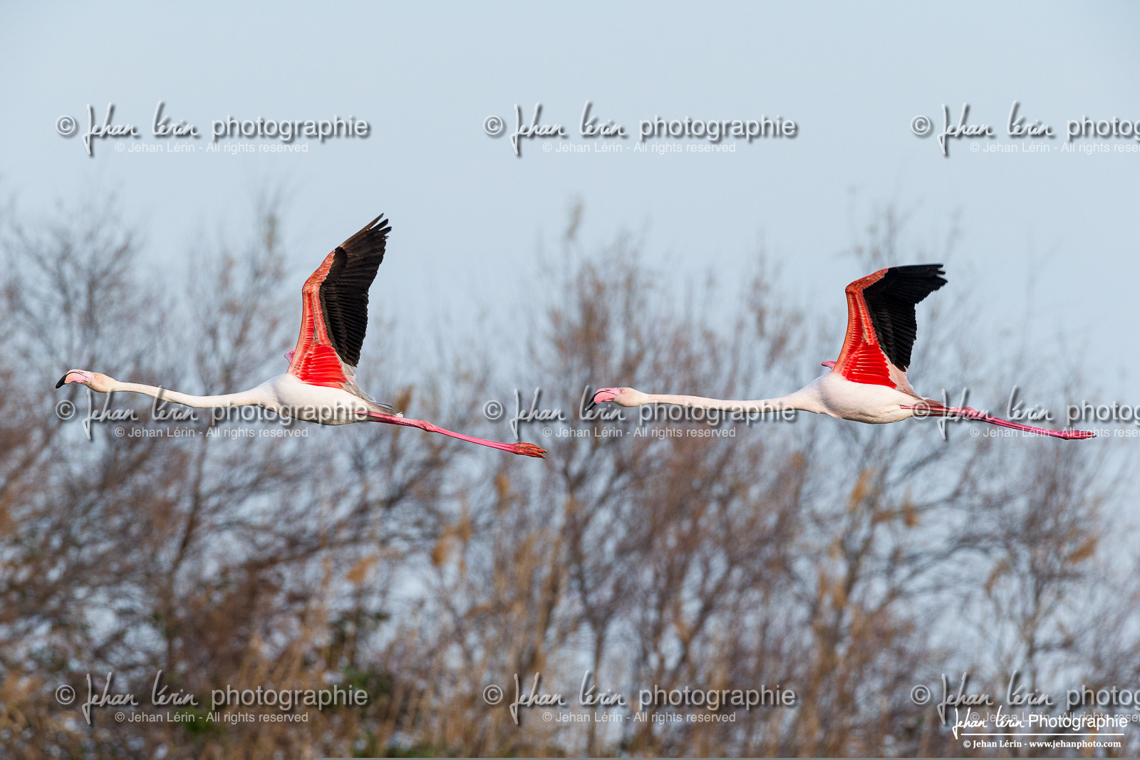 Flamant Rose - Greater Flamingo