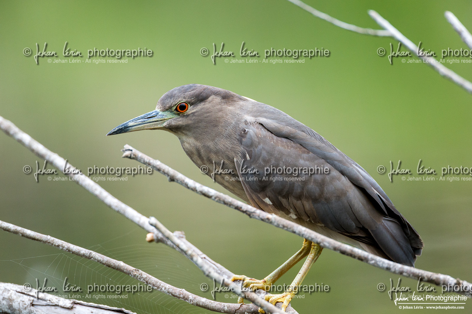 Bihoreau Gris - Black Crowned Night Heron