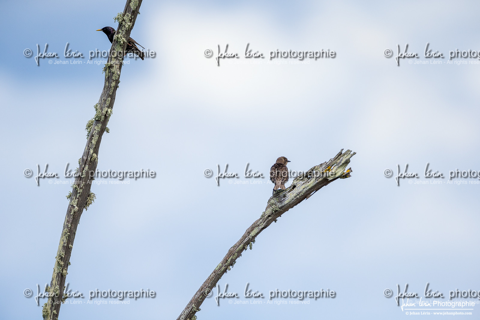 Merle Noir - Common Blackbird