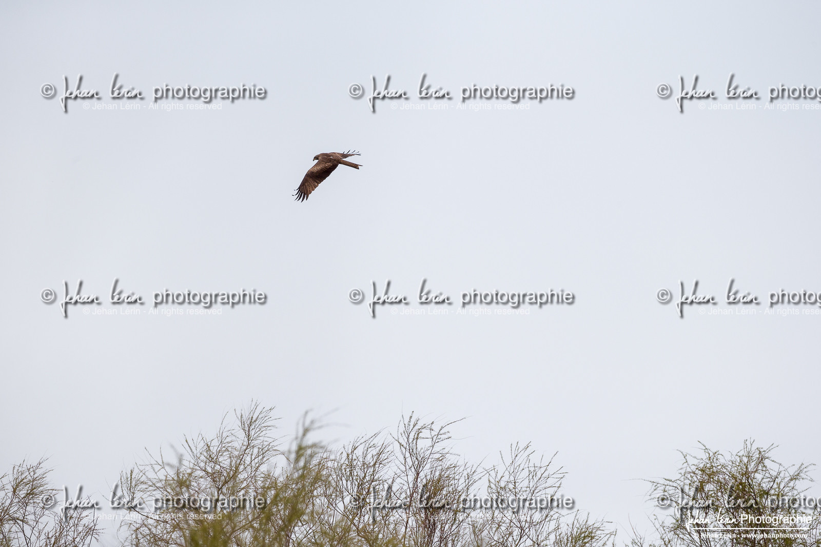 Milan Noir - Black Kite : Milvus Migrans