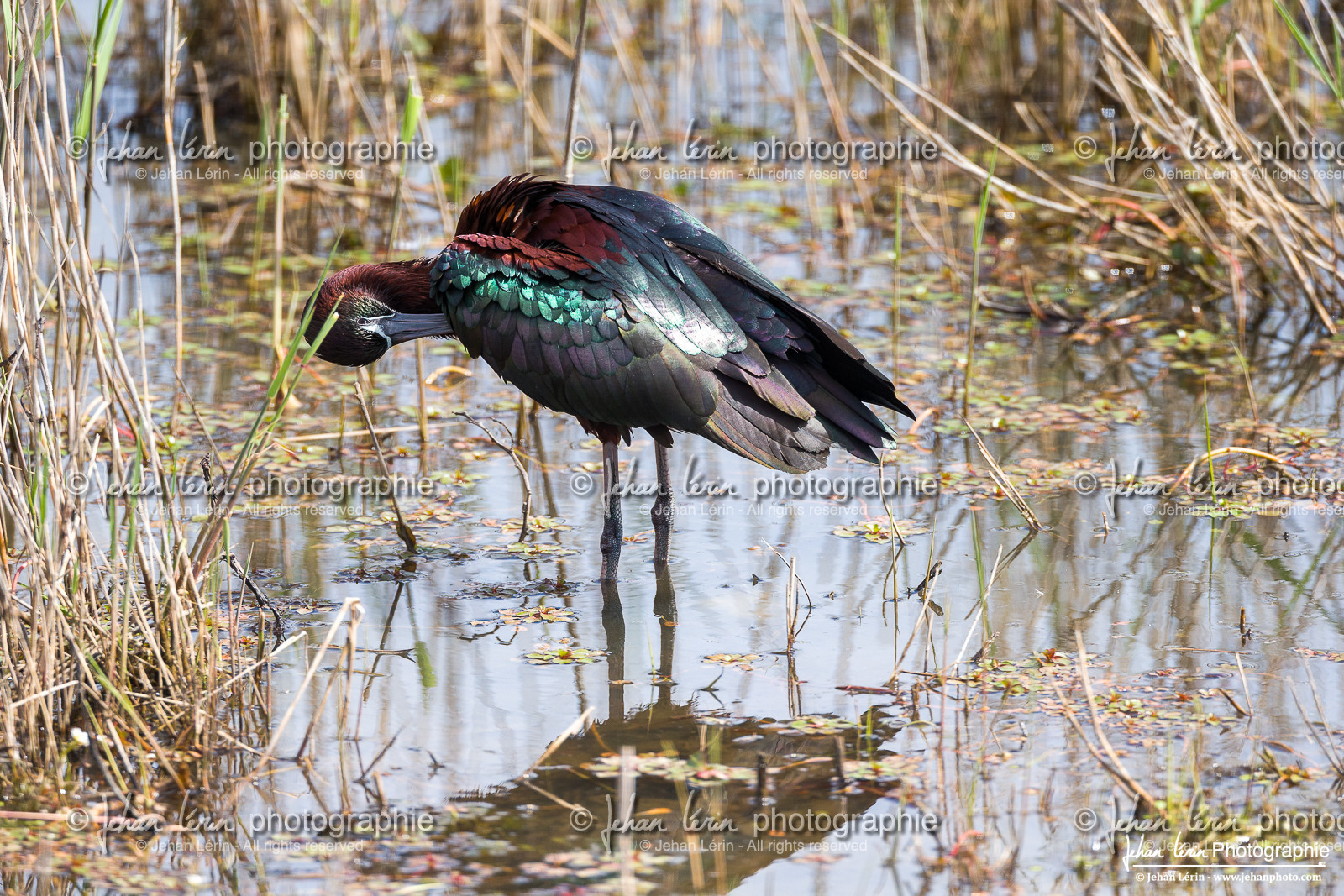 Ibis Falcinelle - Glossy Ibis