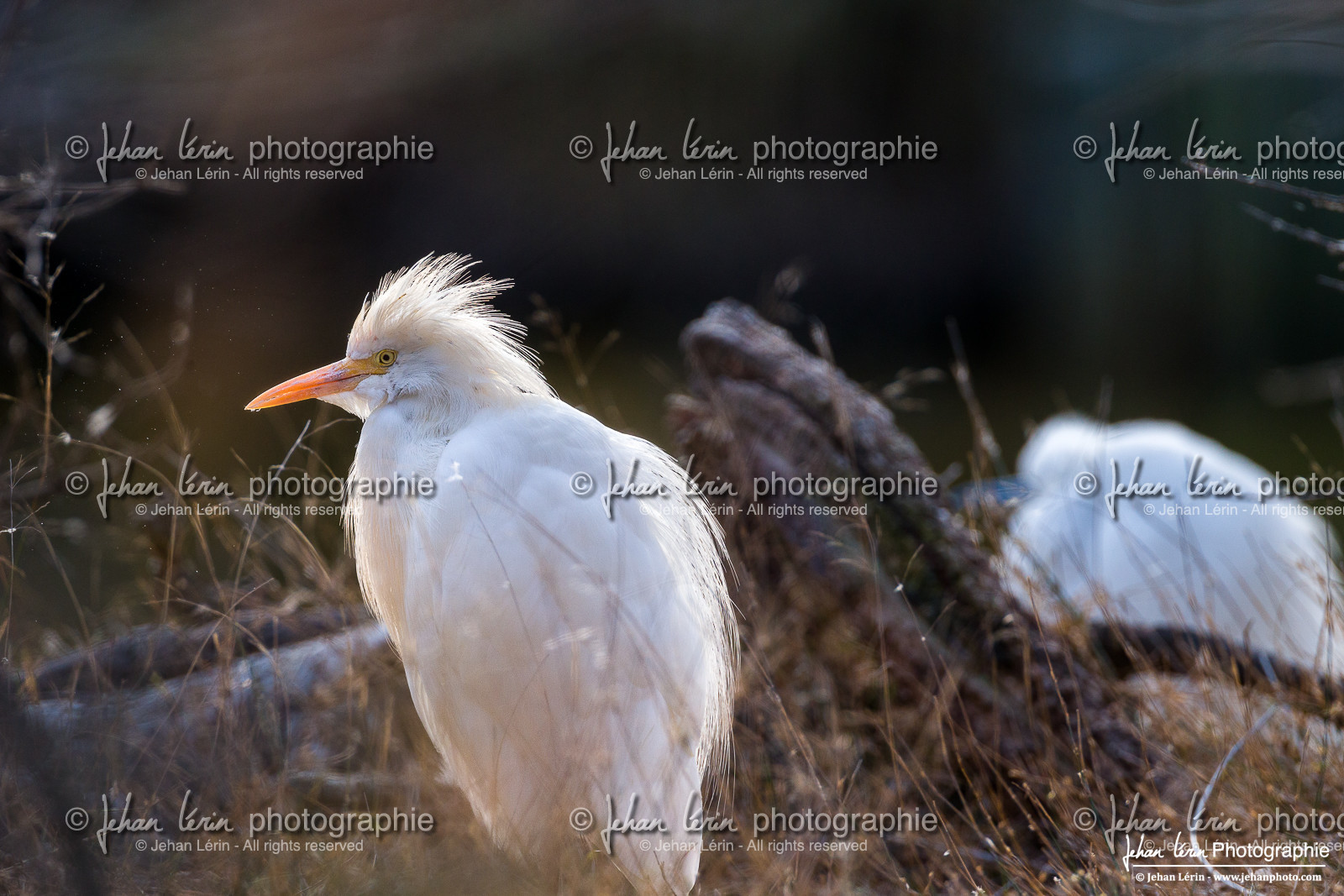 Héron gardeboeufs - Cattle Egret