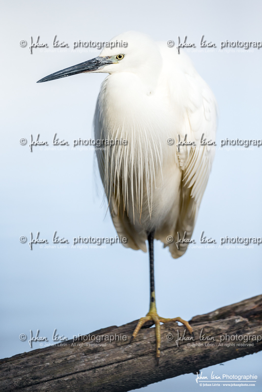 Aigrette Garzette - Little Egret
