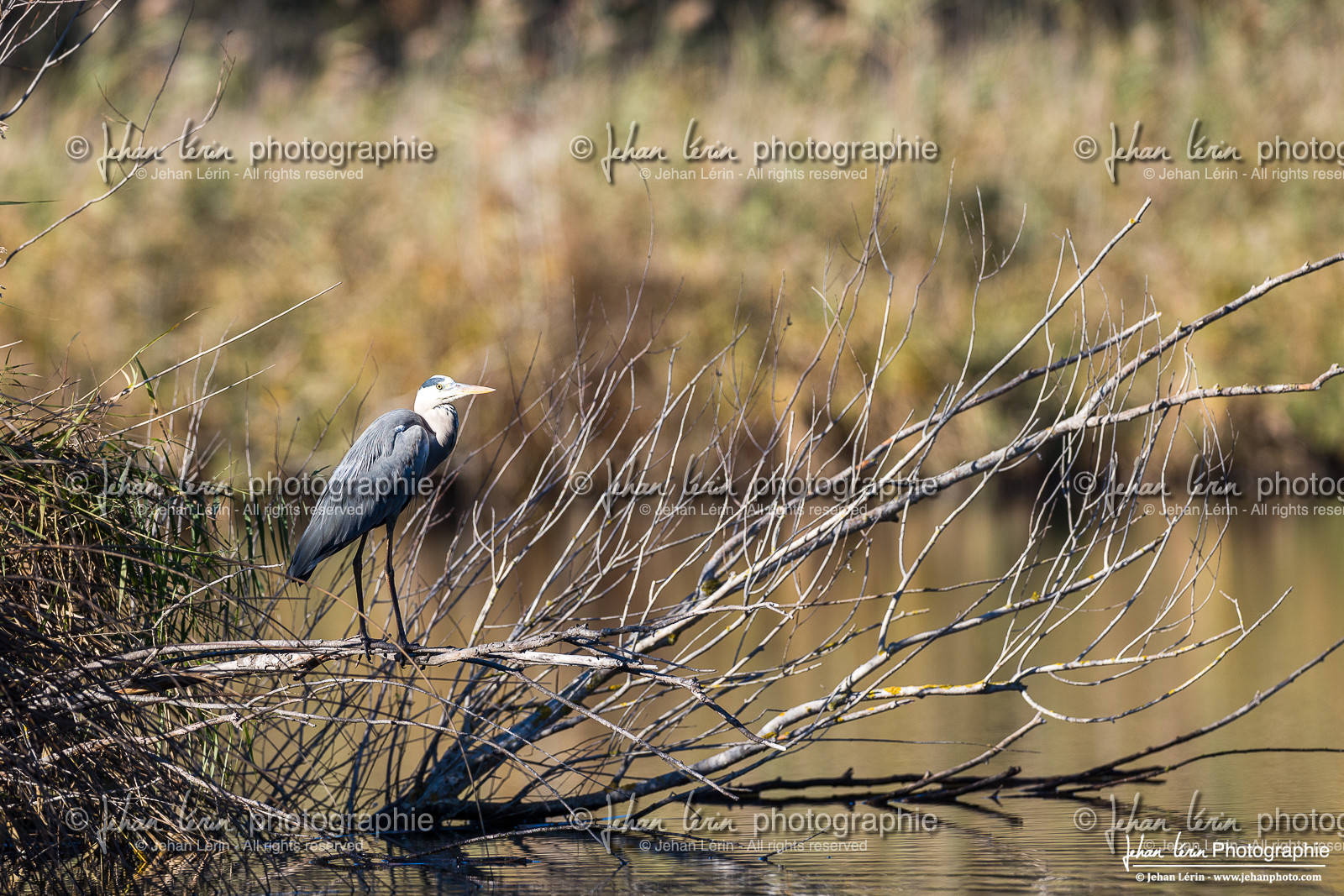 Héron Cendré - Gray Heron
