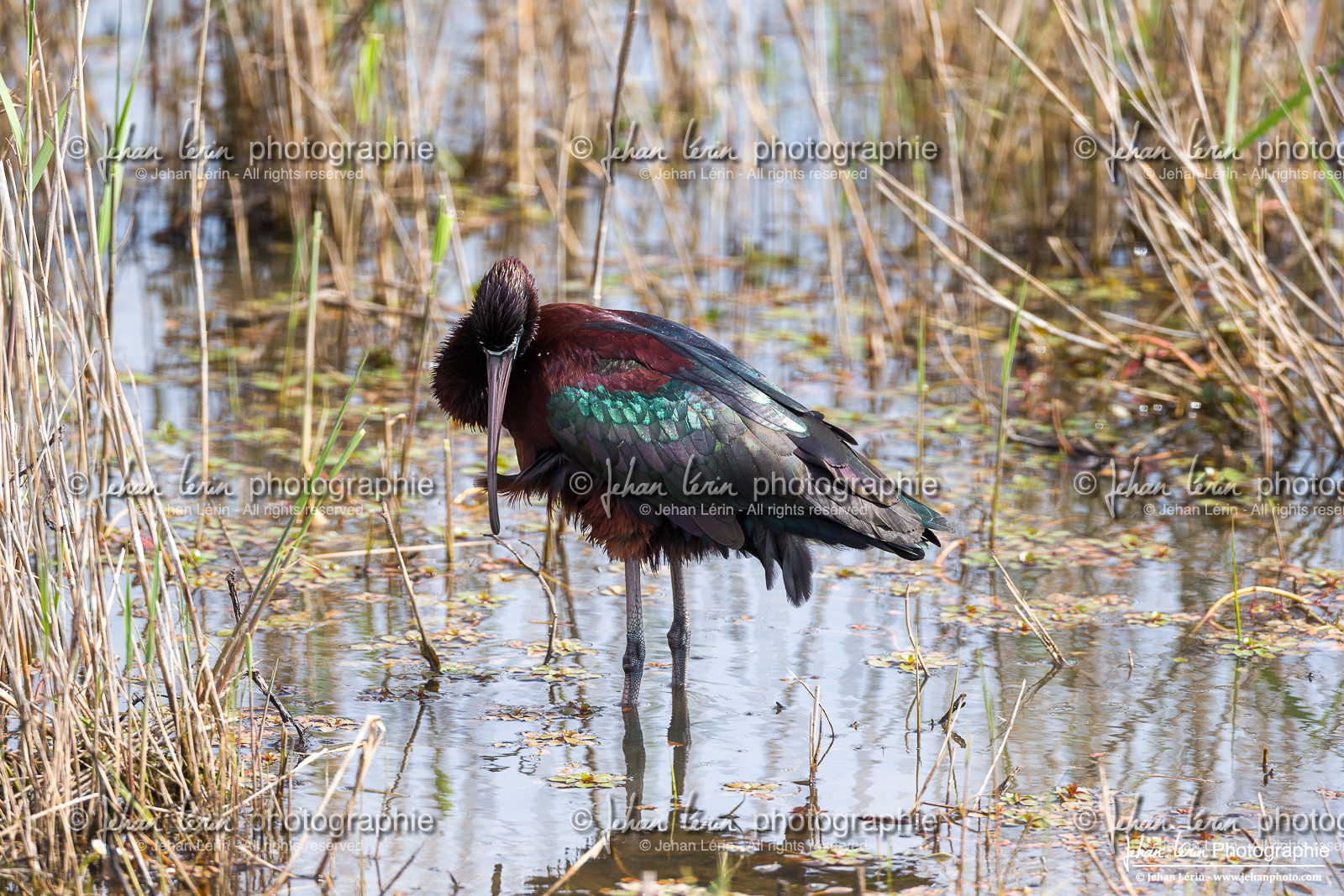 Ibis Falcinelle - Glossy Ibis