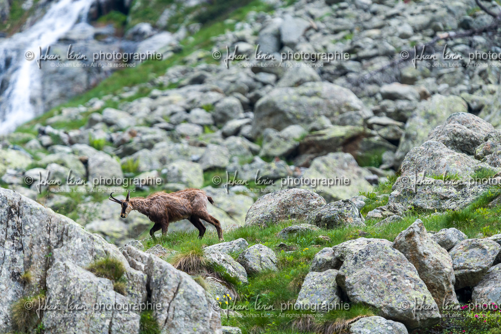 chamois_la-gordolasque_mercantour_france_jl_1dx_15-06-2021-0098.jpg